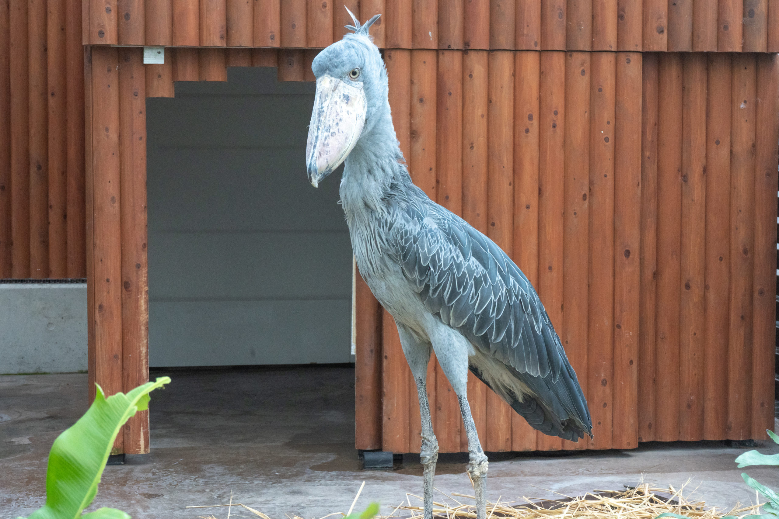 多様な鳥に触れ合える 掛川花鳥園 ふじのくにパスポート